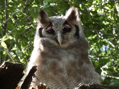 Verreaux' oehoe - De Zonnegloed - Dierenpark - Dieren opvangcentrum - Sanctuary